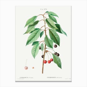 Wild Cherry, Pierre Joseph Redoute Canvas Print