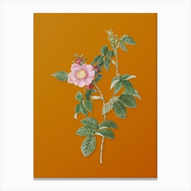 Vintage Big Flowered Dog Rose Botanical on Sunset Orange Canvas Print