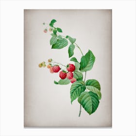 Vintage Red Berries Botanical on Parchment n.0208 Canvas Print