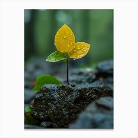 Yellow Leaf On A Rock Canvas Print