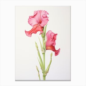 Gladiolus Flower Vintage Botanical 2 Canvas Print