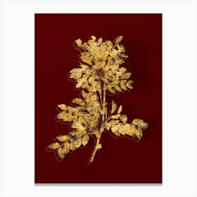 Vintage Siberian Pea Tree Botanical in Gold on Red n.0509 Canvas Print