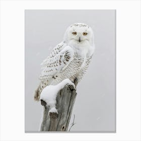 Snowy Owl 1 Canvas Print