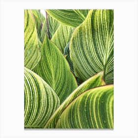 Leaves Striped Pattern Texture 1 Canvas Print