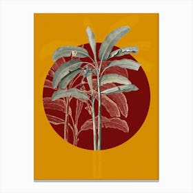 Vintage Botanical Banana Tree on Circle Red on Yellow n.0130 Canvas Print