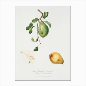 Pear (Pyrus Spadonnia) From Pomona Italiana (1817 1839), Giorgio Gallesio Canvas Print