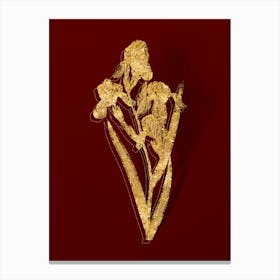 Vintage Elder Scented Iris Botanical in Gold on Red Canvas Print