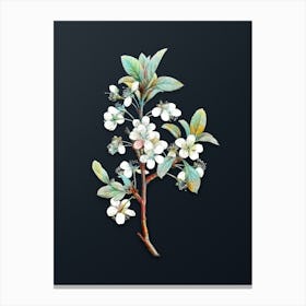 Vintage White Plum Flower Botanical Watercolor Illustration on Dark Teal Blue n.0148 Canvas Print