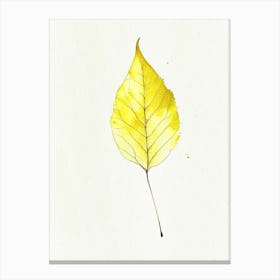 Yellow Birch Leaf Minimalist Watercolour 1 Canvas Print