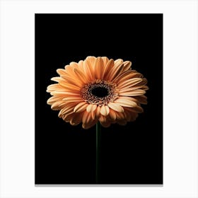 Gerbera Daisy 3 Canvas Print