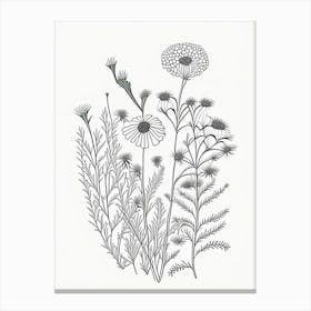Chamomile Herb William Morris Inspired Line Drawing 1 Canvas Print