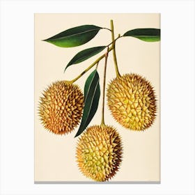 Durian 1 Watercolour Fruit Painting Fruit Canvas Print