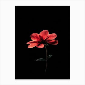 Single Red Flower On Black Background 5 Canvas Print