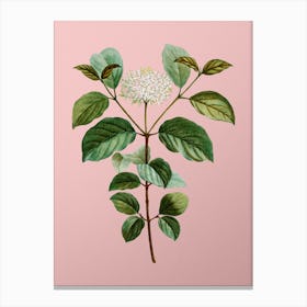 Vintage Common Dogwood Botanical on Soft Pink n.0943 Canvas Print