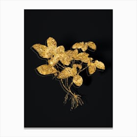 Vintage American Wintergreen Plant Botanical in Gold on Black n.0468 Canvas Print