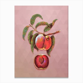 Vintage Carrot Peach Botanical Art on Crystal Rose n.0702 Canvas Print
