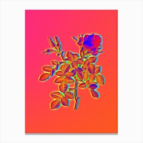 Neon Dwarf Damask Rose Botanical in Hot Pink and Electric Blue n.0041 Canvas Print
