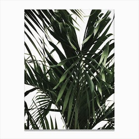 Palm Tree 6 Canvas Print