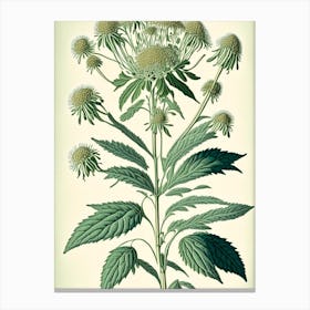 Boneset Herb Vintage Botanical Canvas Print