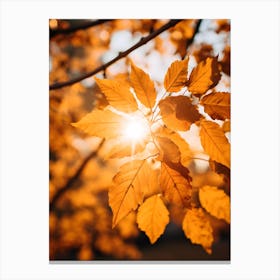 Autumn Leaves In The Sunlight Canvas Print
