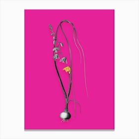 Vintage Albuca Black and White Gold Leaf Floral Art on Hot Pink n.0645 Canvas Print