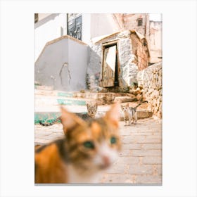 Street cats | Green eyes | Morocco Canvas Print