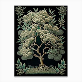 Tea Tree Herb Vintage Botanical Canvas Print