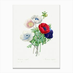 Anemone, Pierre Joseph Redoute Canvas Print