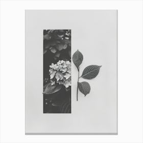 Hydrangea Flower Photo Collage 2 Canvas Print