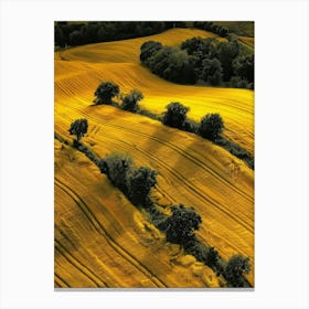 Golden Fields Canvas Print