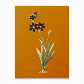 Vintage Ixia Grandiflora Botanical on Sunset Orange n.0577 Canvas Print