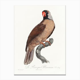 Mascarine Parrot From Natural History Of Parrots, Francois Levaillant Canvas Print