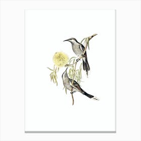 Vintage Western Wattlebird Honeyeater Bird Illustration on Pure White n.0401 Canvas Print