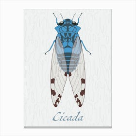 Cicada Bug Insect Australia Beetle 10 Leinwandbild