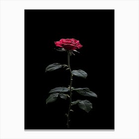 Single Rose On Black Background 58 Canvas Print