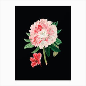 Vintage Rhododendron Flower Botanical Illustration on Solid Black n.0606 Canvas Print