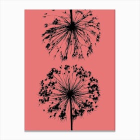 Coral allium 1 Canvas Print