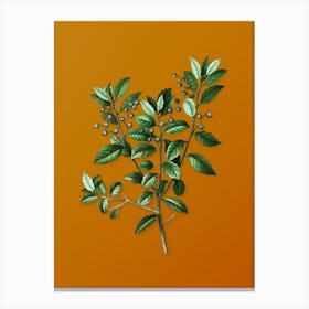 Vintage Evergreen Oak Botanical on Sunset Orange n.0290 Canvas Print