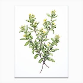 Thyme Vintage Botanical Herbs 0 Canvas Print