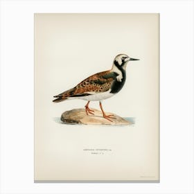 Ruddy Turnstone, The Von Wright Brothers Canvas Print