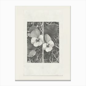 Pansy Flower Photo Collage 1 Canvas Print