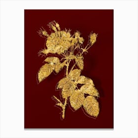 Vintage Harsh Downy Rose Botanical in Gold on Red n.0305 Canvas Print