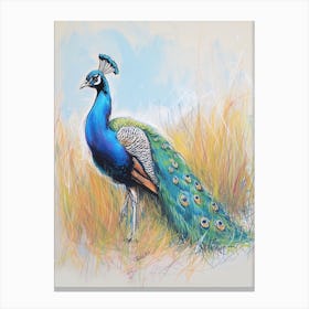 Peacock Walking Through The Grass 1 Canvas Print