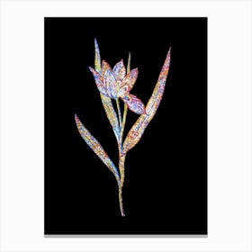 Stained Glass Tulipa Oculus Colis Mosaic Botanical Illustration on Black n.0081 Canvas Print