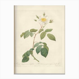 Rose Illustration, Pierre Joseph Redoute (93) Canvas Print