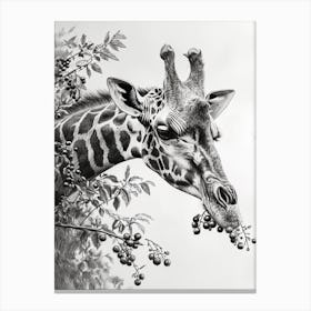 Giraffe Eating Berries Pencil Drawing 4 Canvas Print
