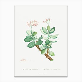 Crassula Portulacea, Pierre Joseph Redoute Canvas Print