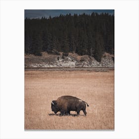 Traveling Bull Bison Canvas Print