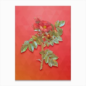 Vintage Kamtschatka Rose Botanical Art on Fiery Red Canvas Print