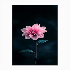 Pink Dahlia Flower Canvas Print